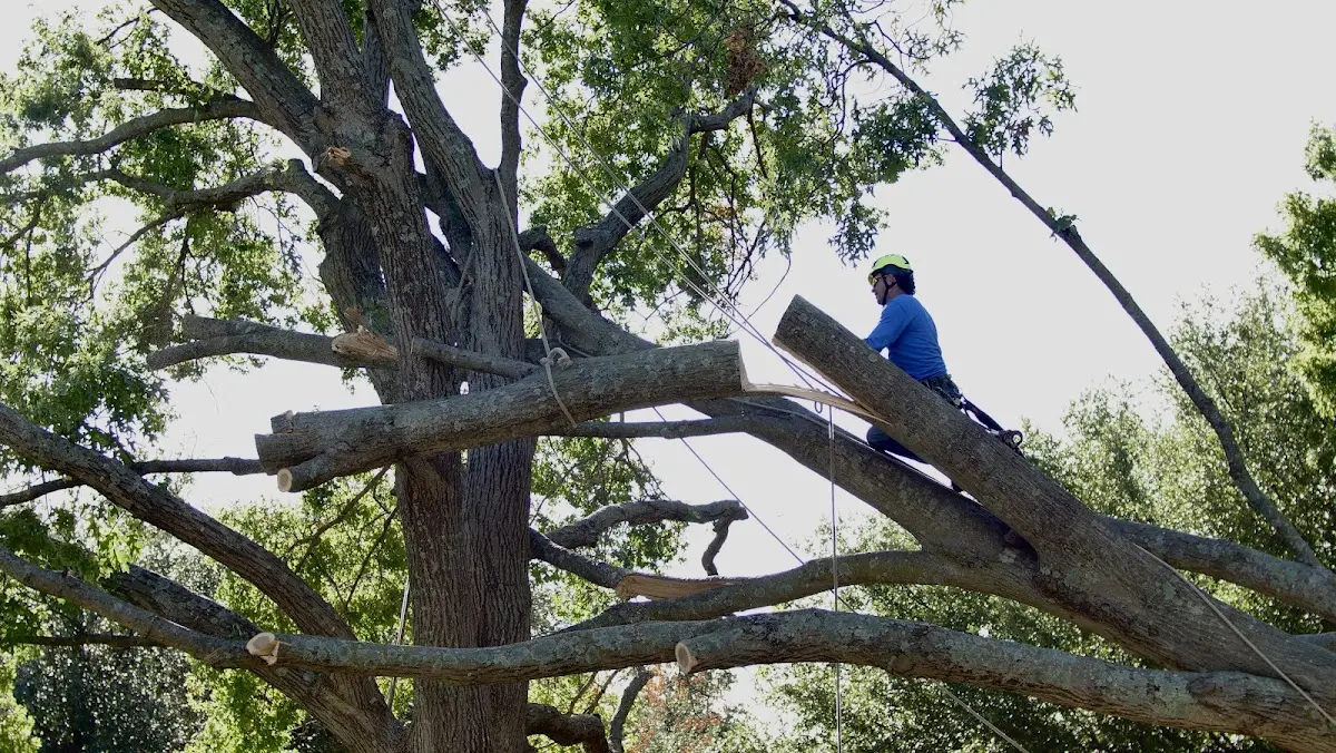 Professional Crown Thinning performed by certified arborists in Conetoe